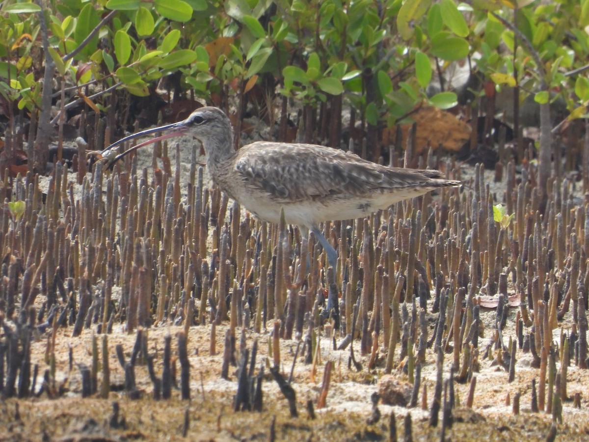 Regenbrachvogel - ML620808812