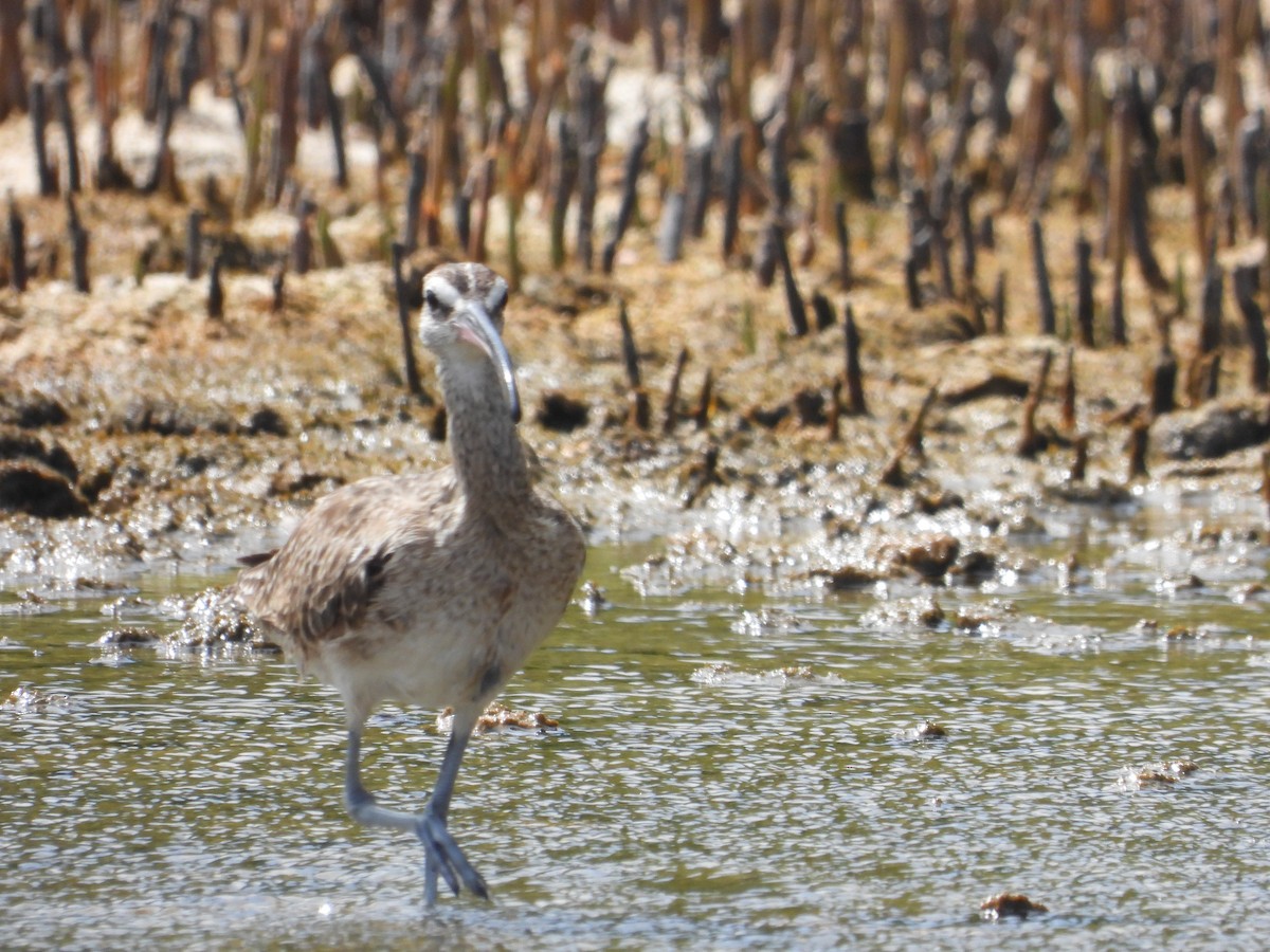 Whimbrel - ML620808813