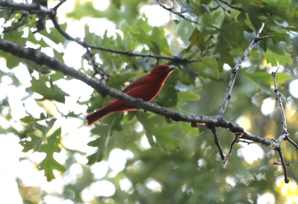 Summer Tanager - ML620808815