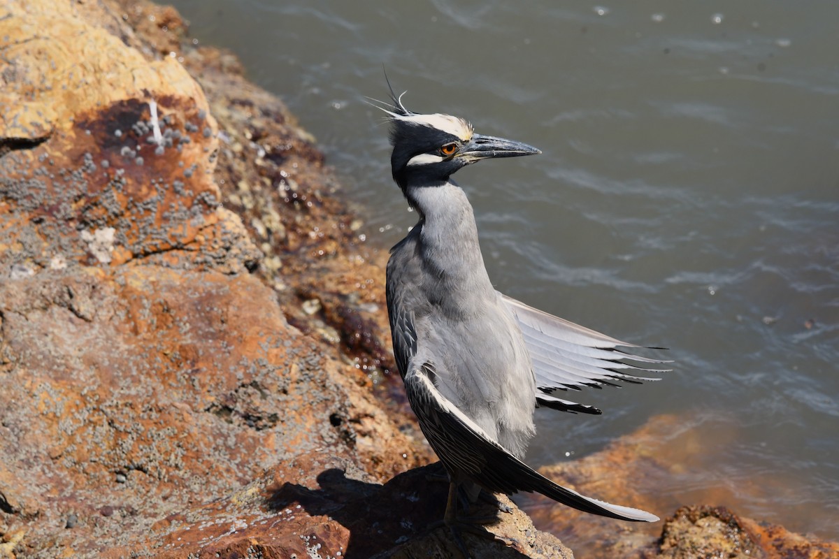 Yellow-crowned Night Heron - ML620808816