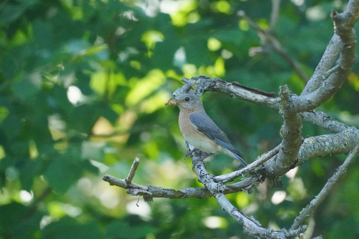 Eastern Bluebird - ML620808833