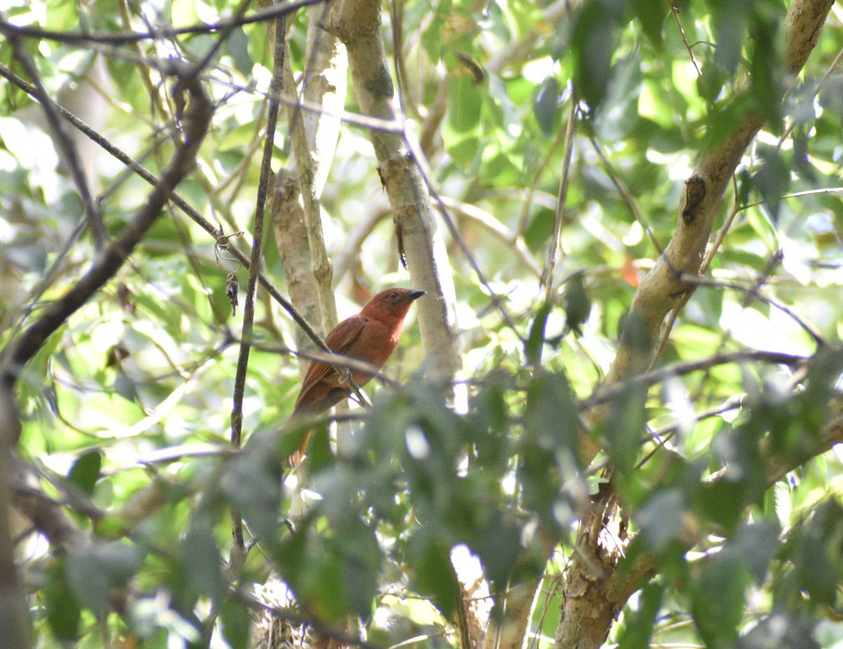 Red-crowned Ant-Tanager - Axel  Vásquez Méndez