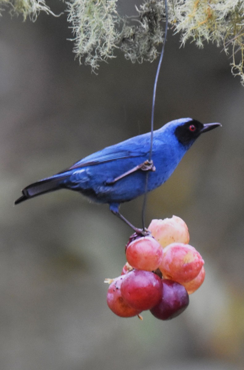 Masked Flowerpiercer - ML620808836