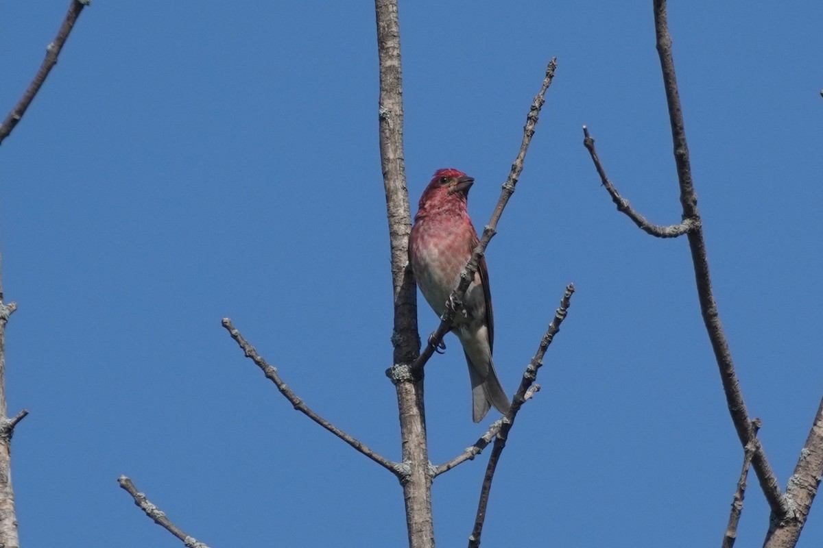 Purple Finch - Louis-Etienne Rivet