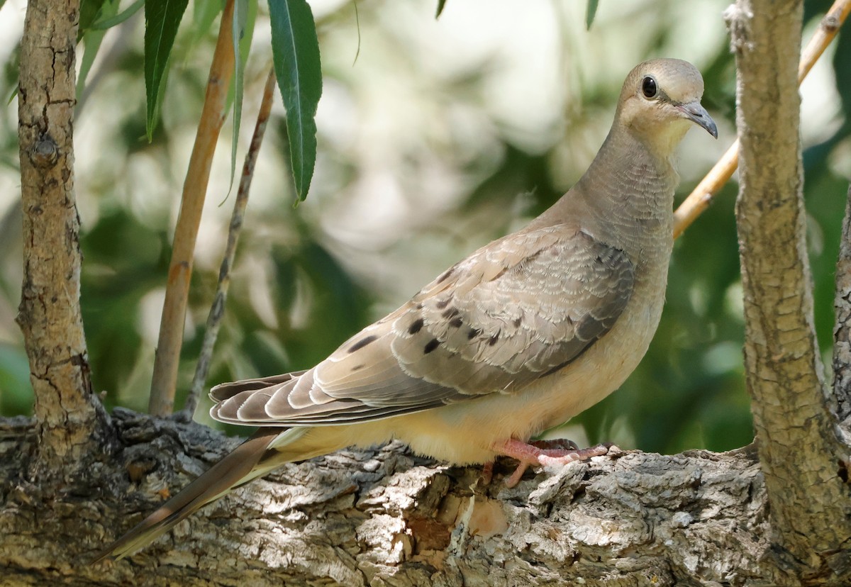 Mourning Dove - ML620808840