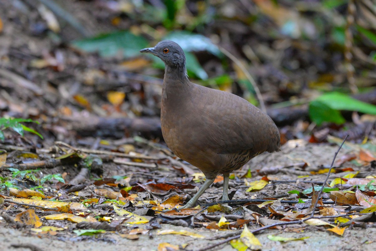 Brown Tinamou - Guilherme Serpa