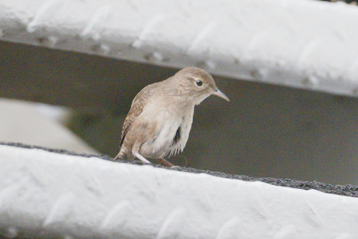 House Wren - ML620808843