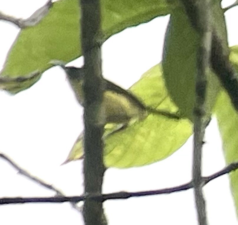 Common Tody-Flycatcher - ML620808844