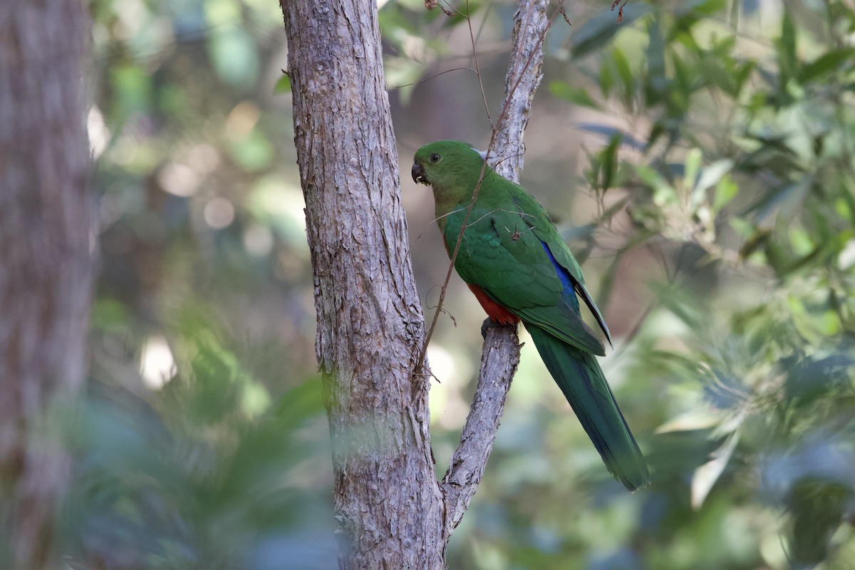 Australian King-Parrot - ML620808855