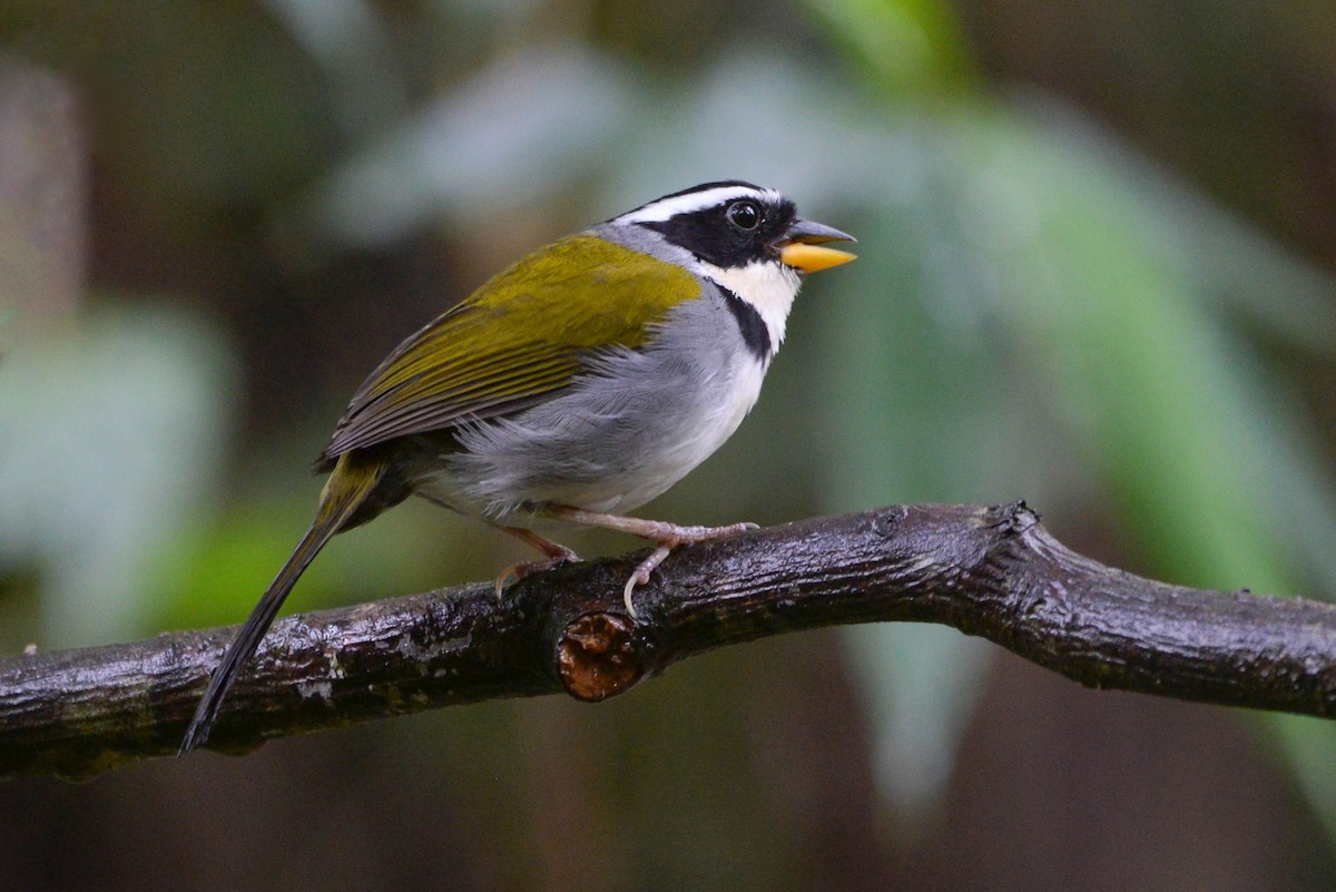 Half-collared Sparrow - Guilherme Serpa