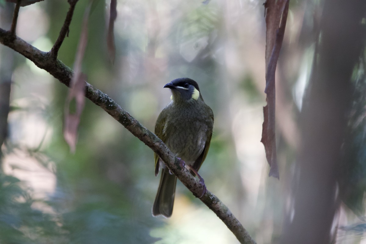 Lewin's Honeyeater - ML620808863