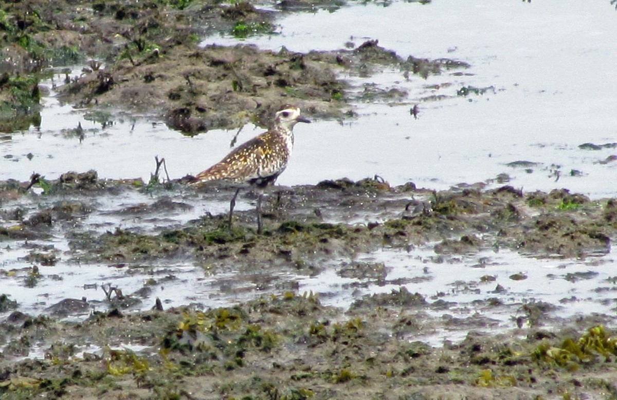 Chorlito Dorado Siberiano - ML620808864