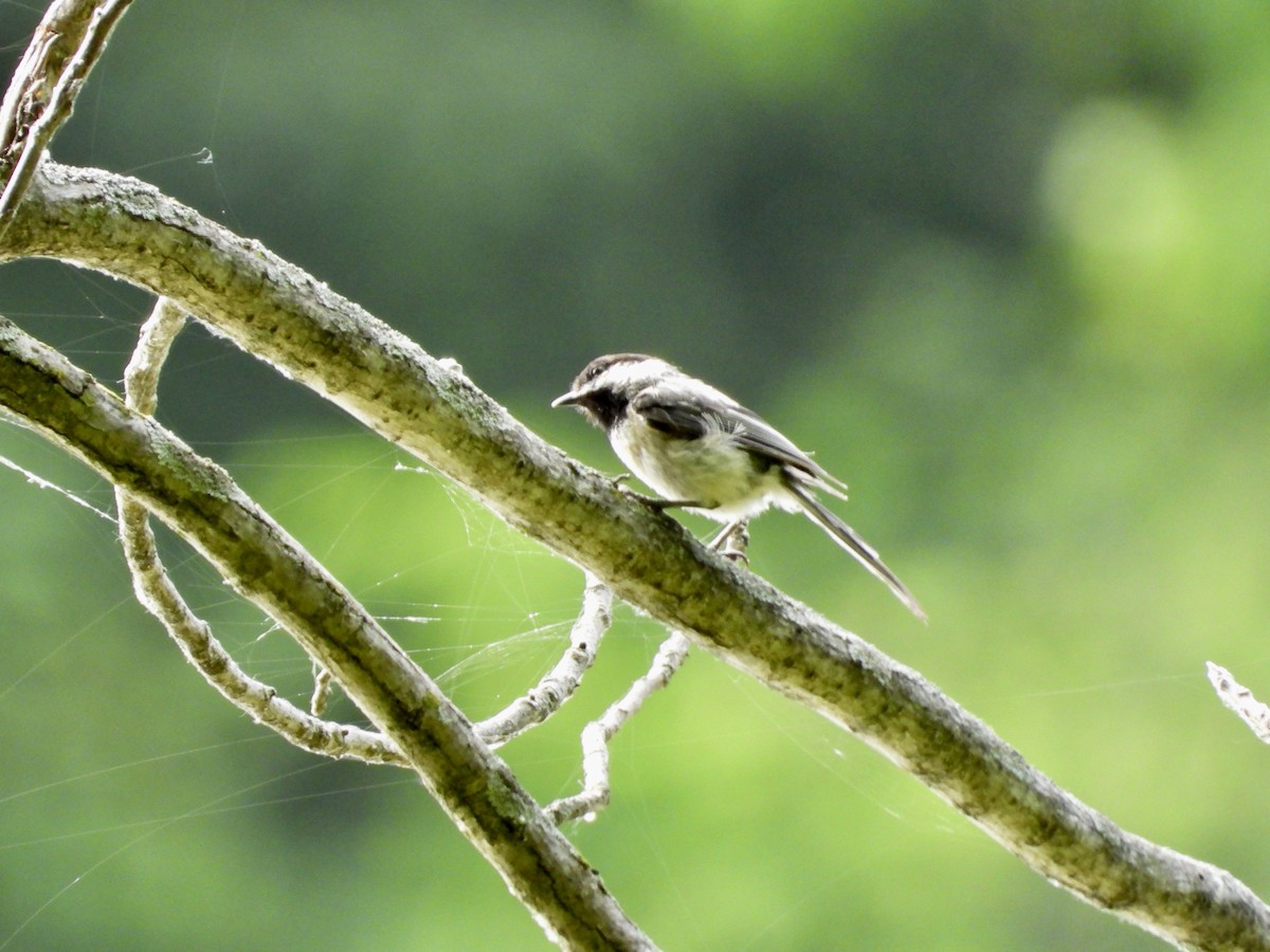 Black-capped Chickadee - ML620808865