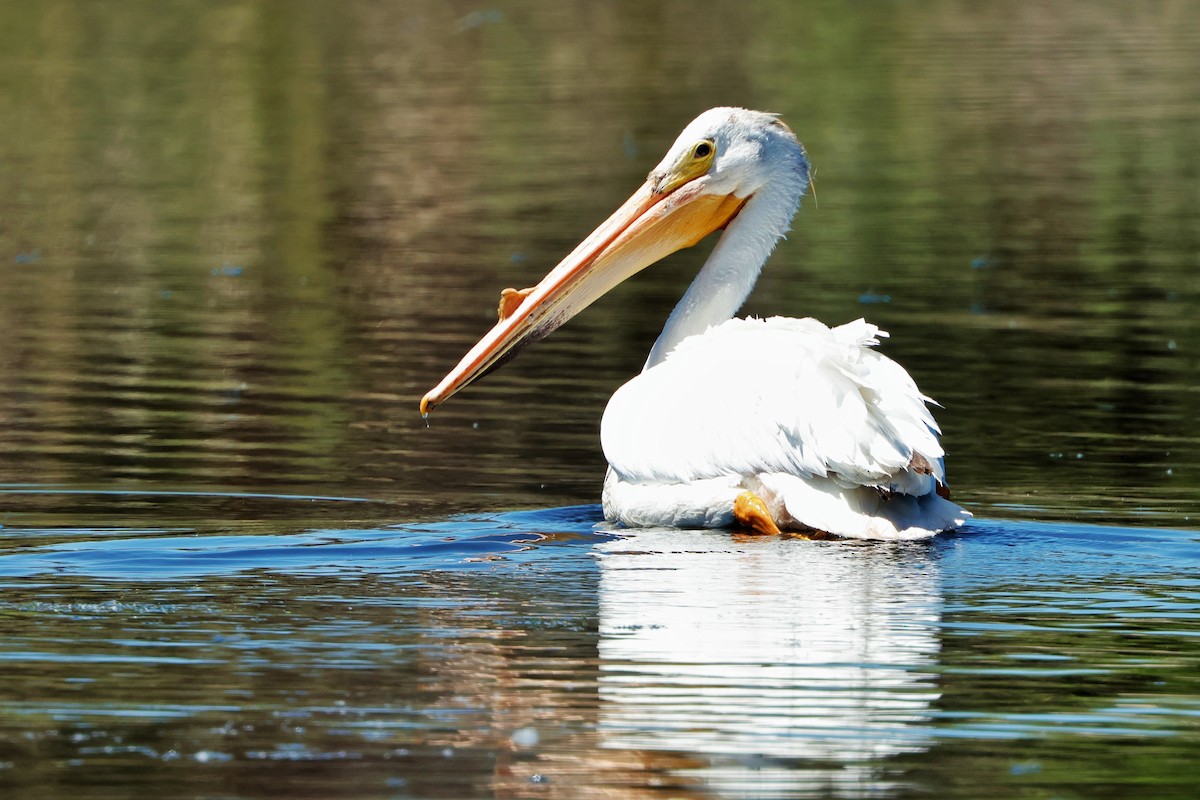 American White Pelican - ML620808866