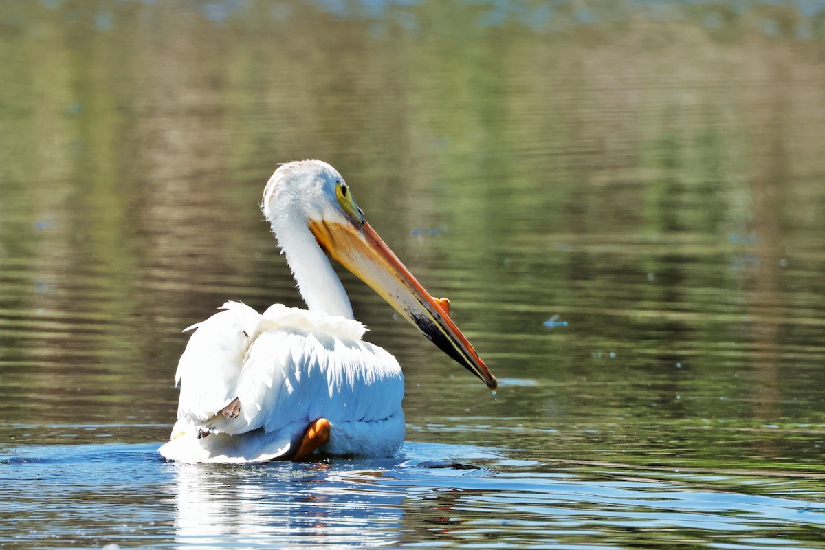 American White Pelican - ML620808867