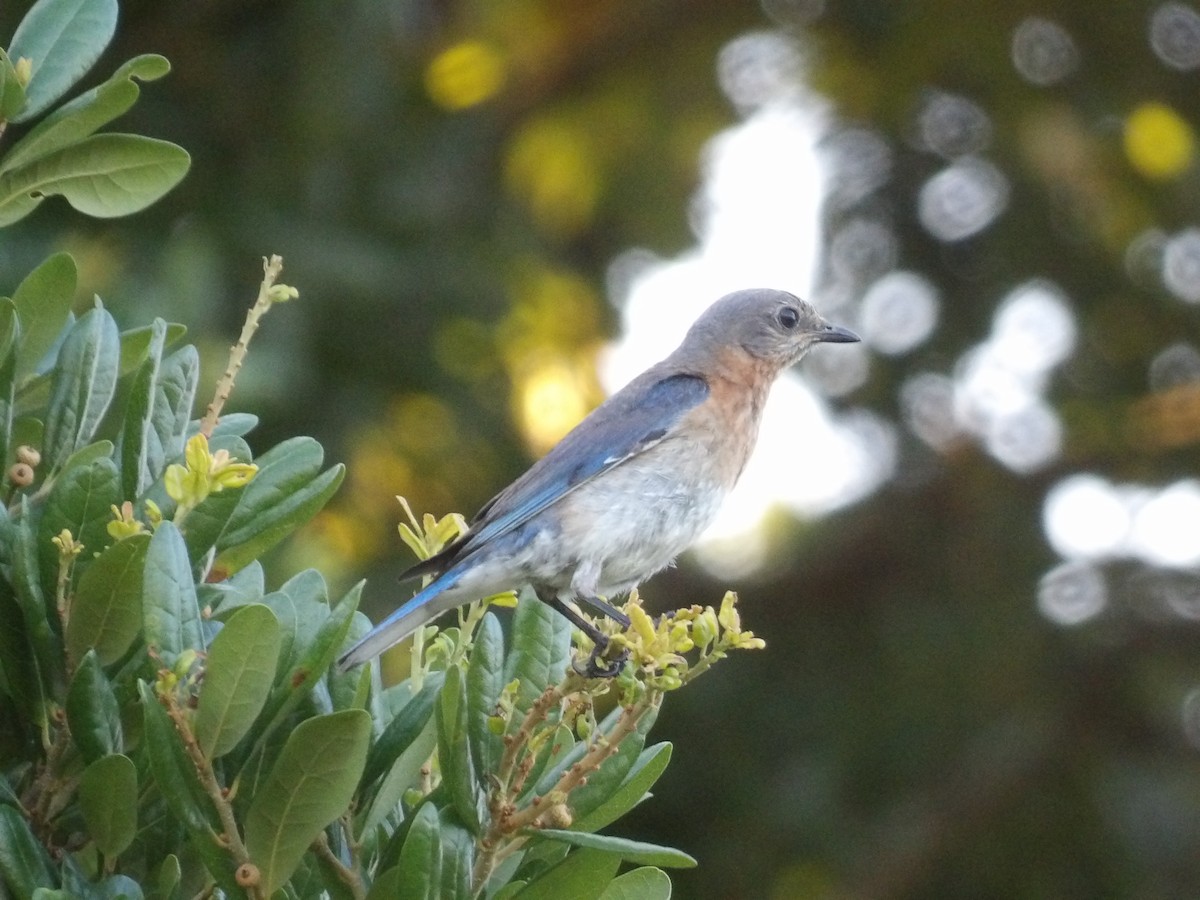 Eastern Bluebird - ML620808868