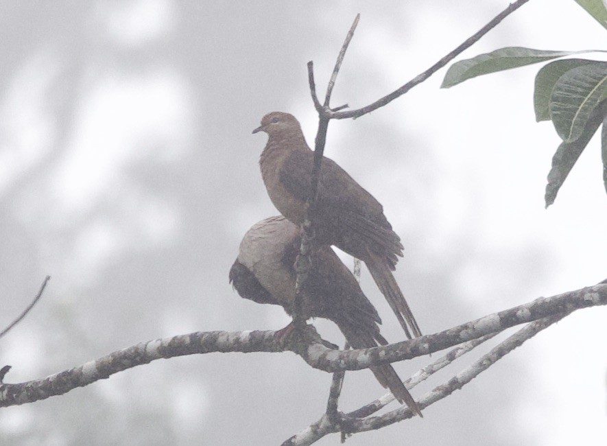 Black-billed Cuckoo-Dove - ML620808871