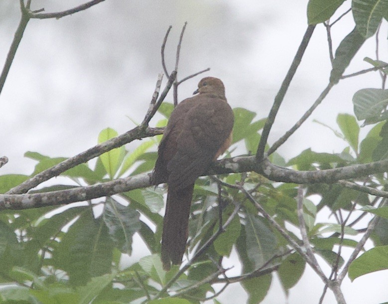 Black-billed Cuckoo-Dove - ML620808873