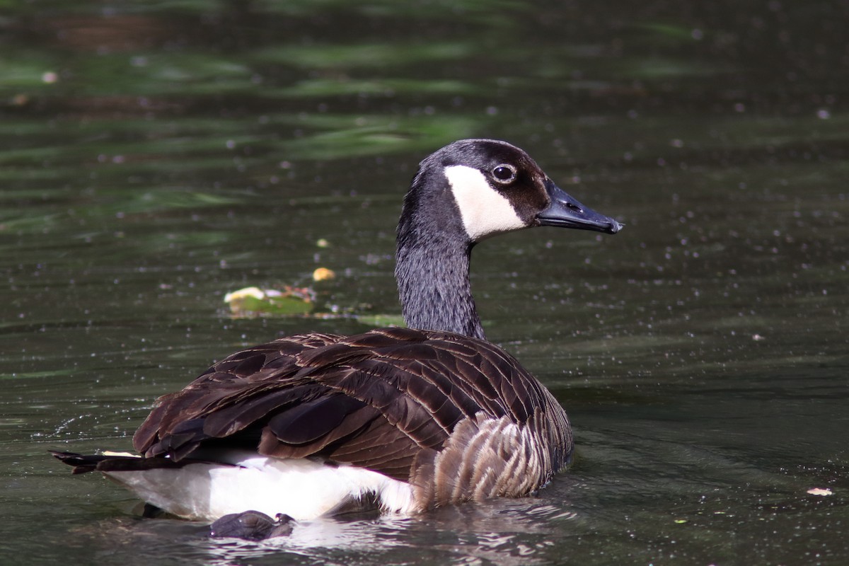 Canada Goose - ML620808874