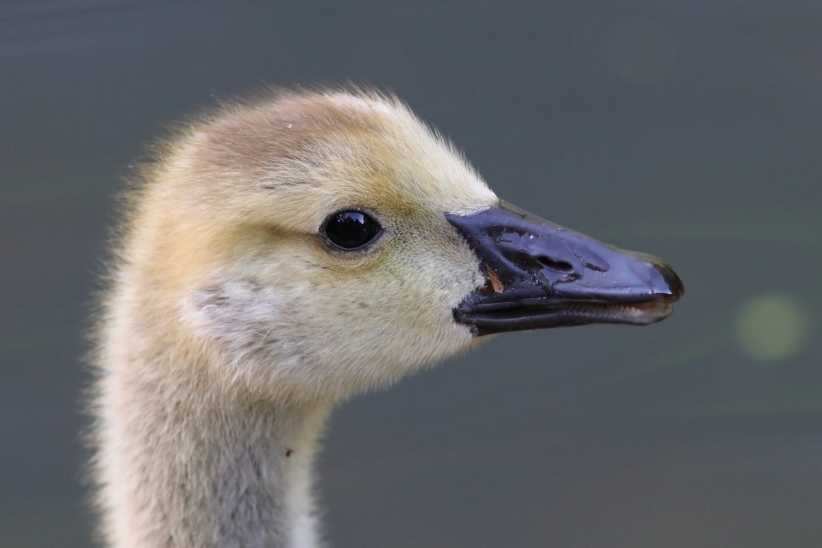 Canada Goose - ML620808876