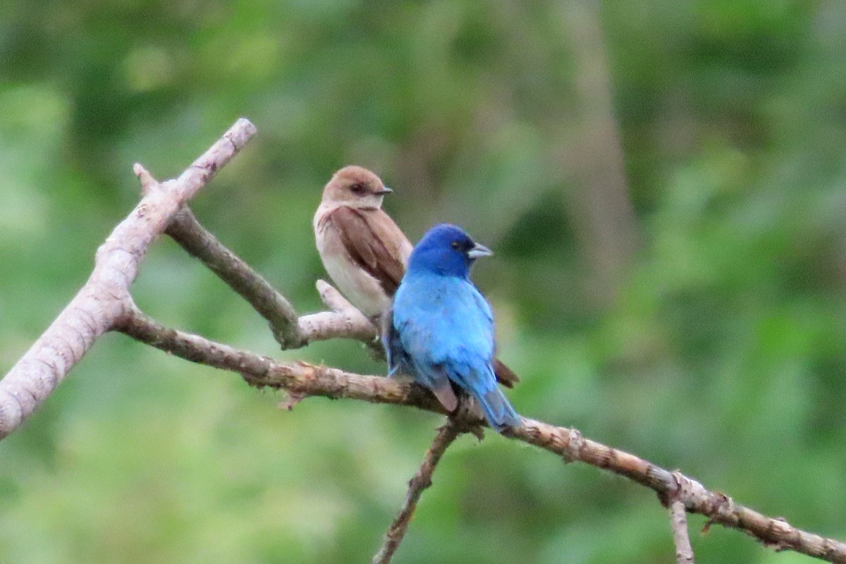 Northern Rough-winged Swallow - ML620808883