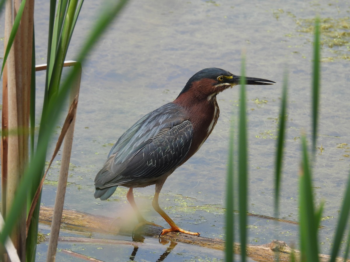 Green Heron - ML620808887