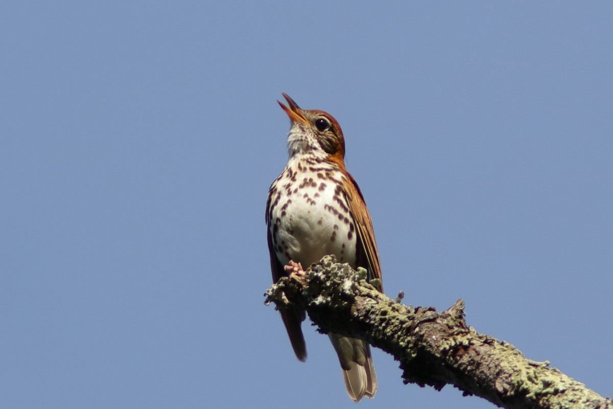 Wood Thrush - ML620808888