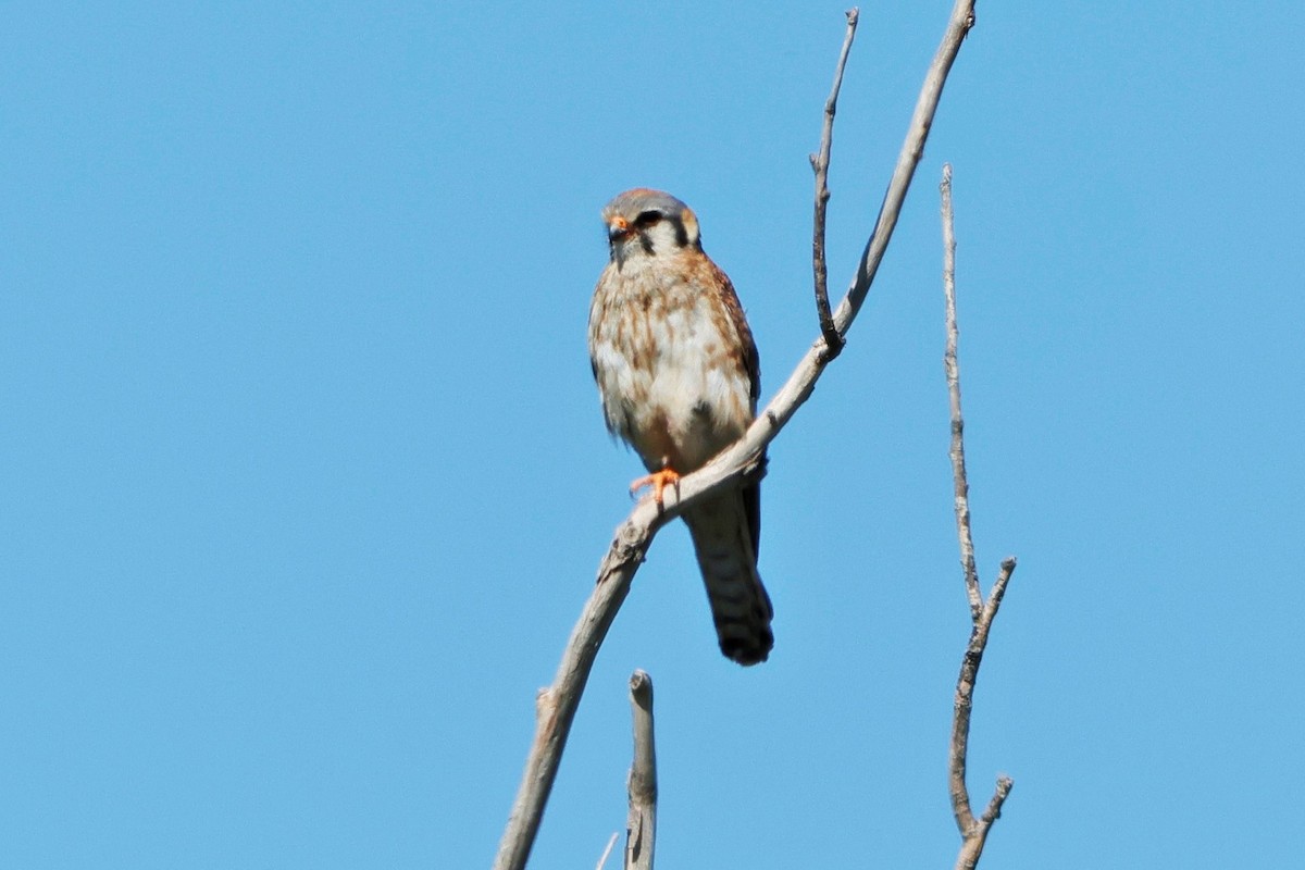 American Kestrel - ML620808890