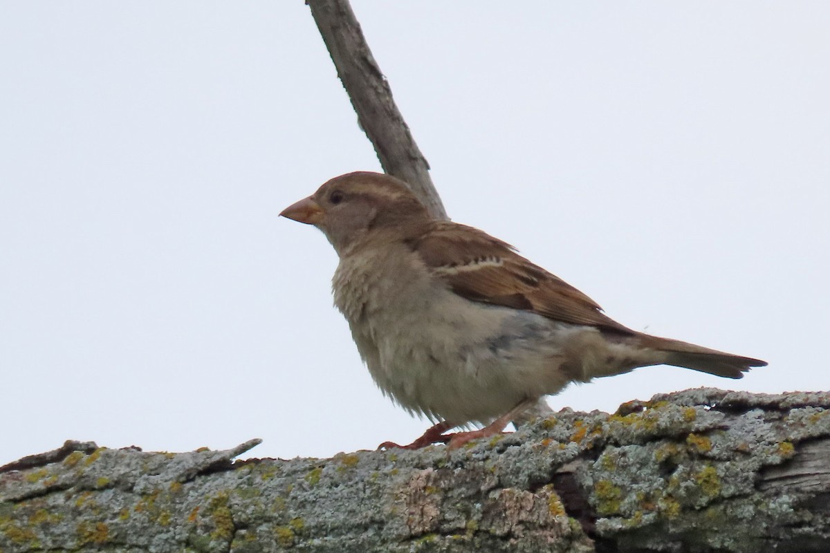 House Sparrow - ML620808892