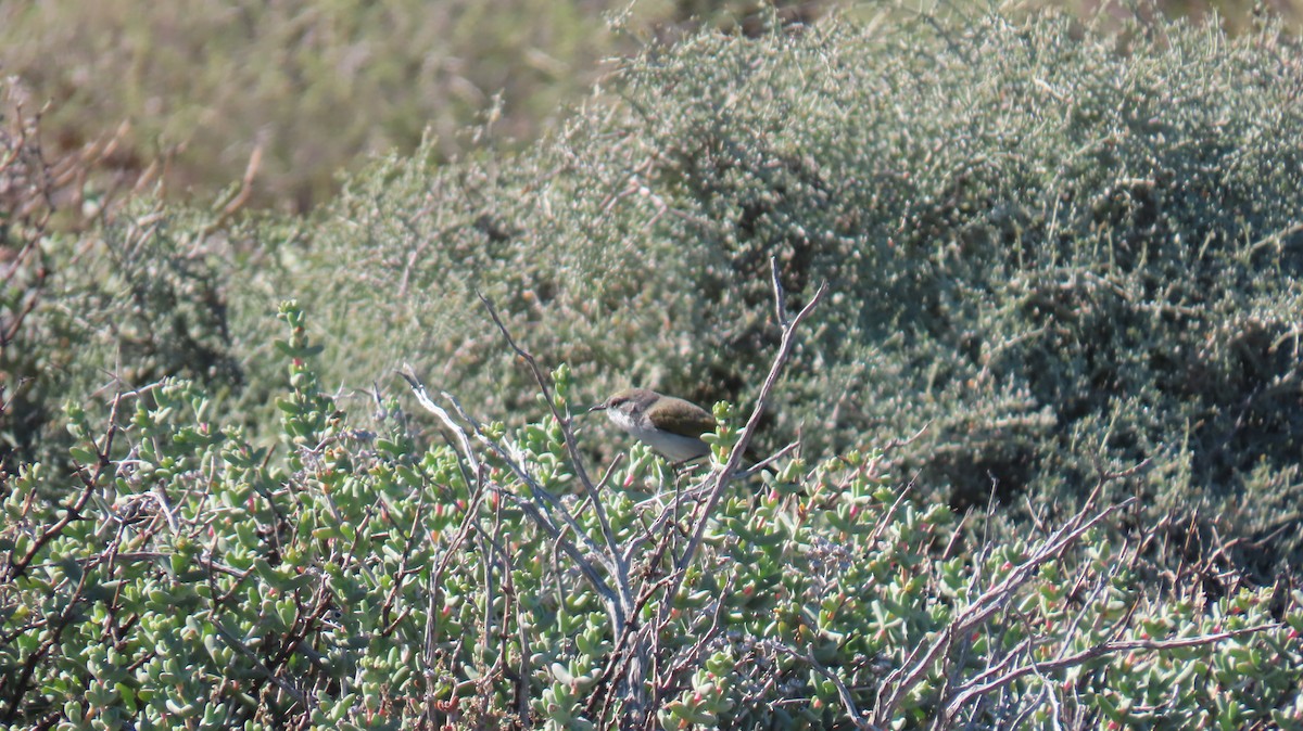 Yellow-rumped Eremomela - ML620808893