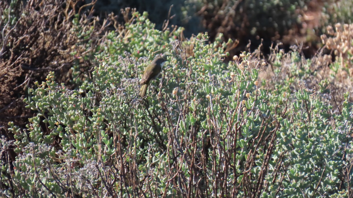 Yellow-rumped Eremomela - ML620808894