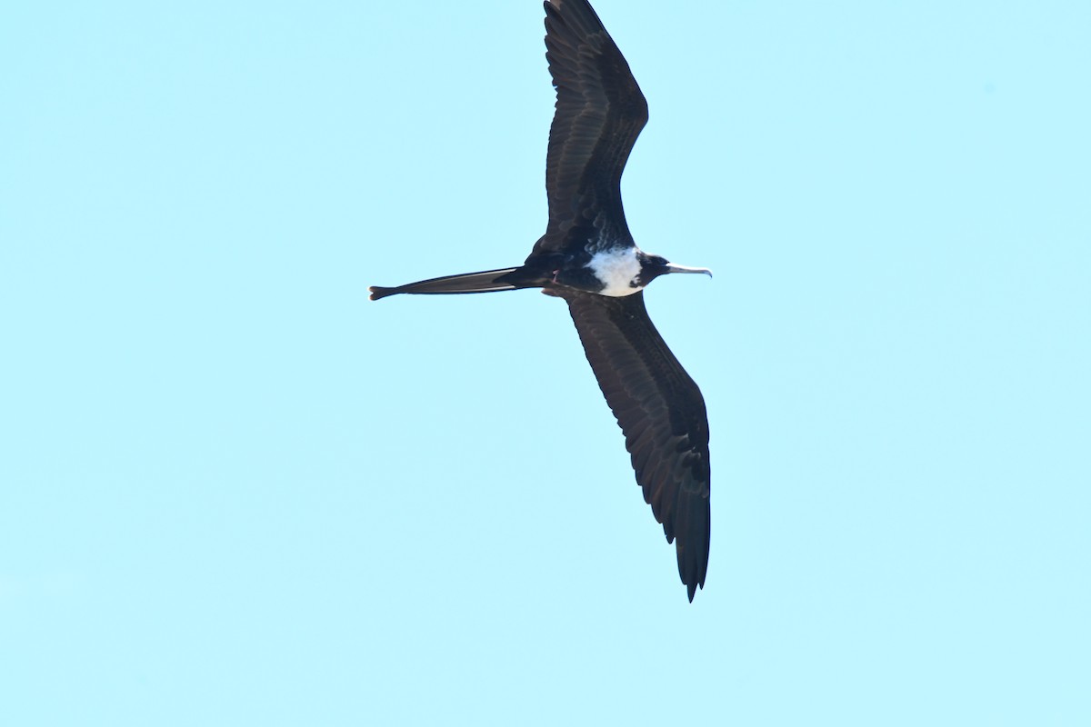 Magnificent Frigatebird - ML620808901