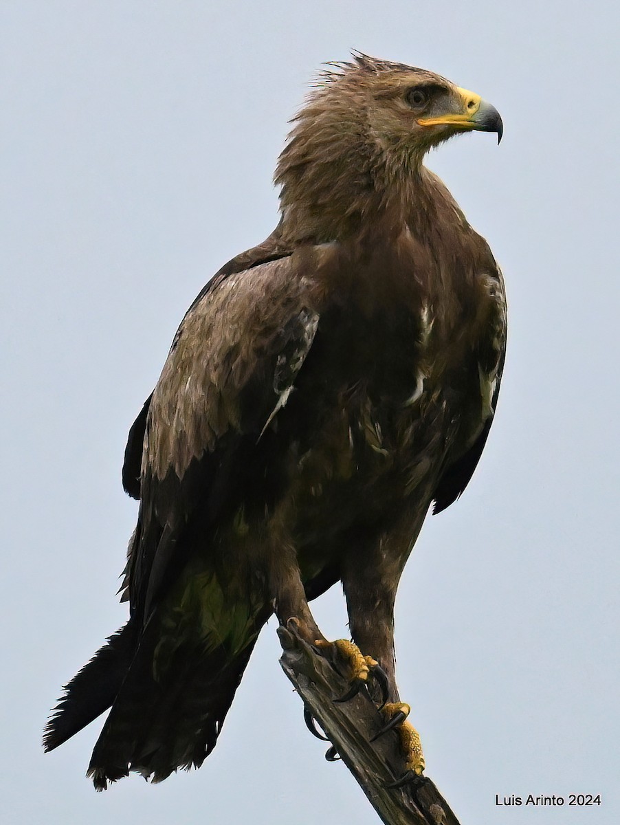 Lesser Spotted Eagle - ML620808903