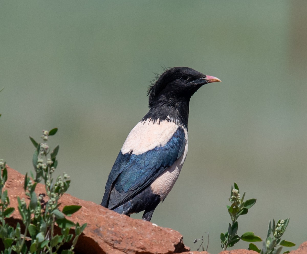 Rosy Starling - Clive Harris