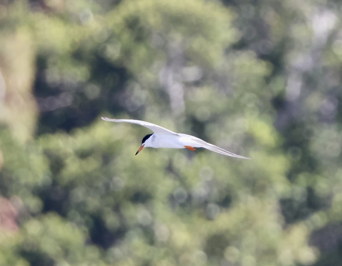 Forster's Tern - ML620808919