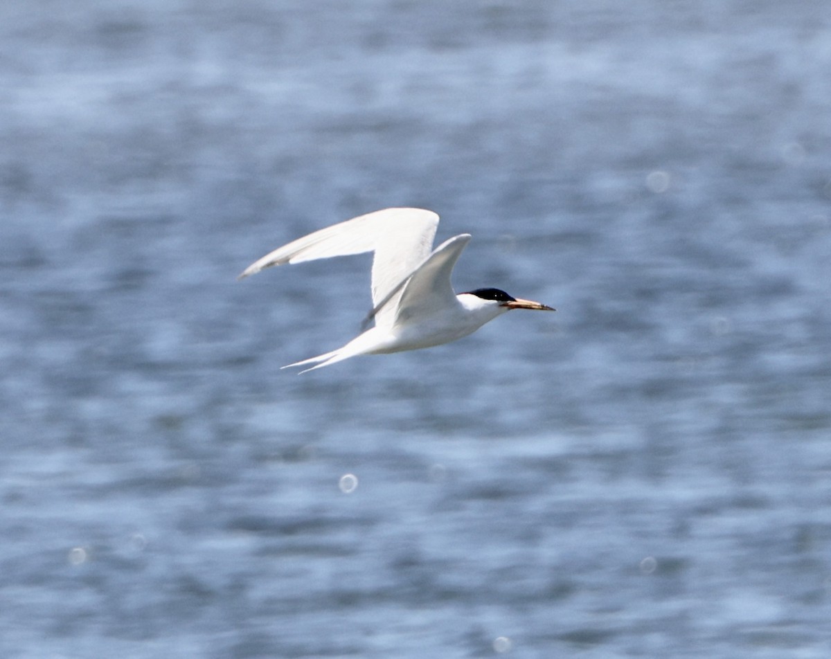 Forster's Tern - ML620808923