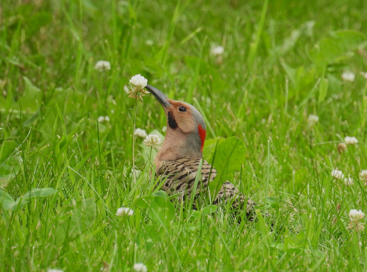 Northern Flicker - Francine Lavoie