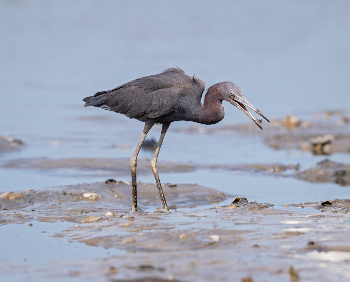 Little Blue Heron - ML620808927