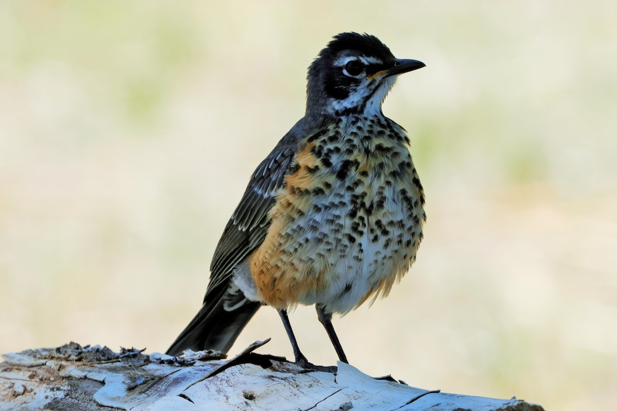 American Robin - Risë Foster-Bruder