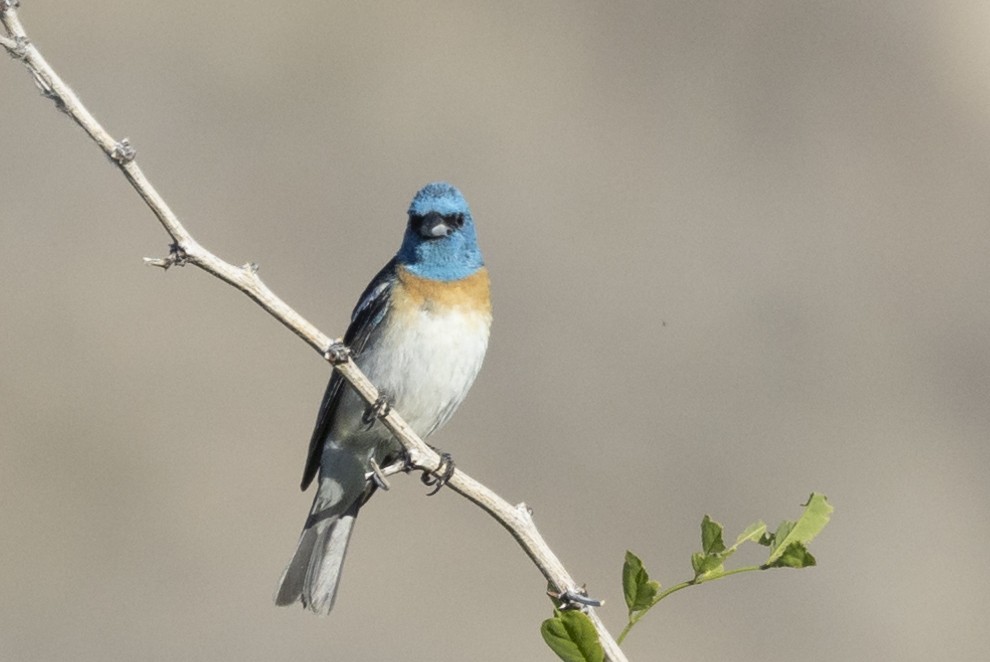 Lazuli Bunting - ML620808929