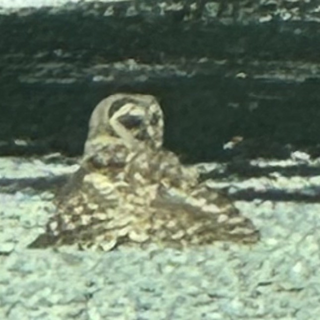 Barred Owl - ML620808933