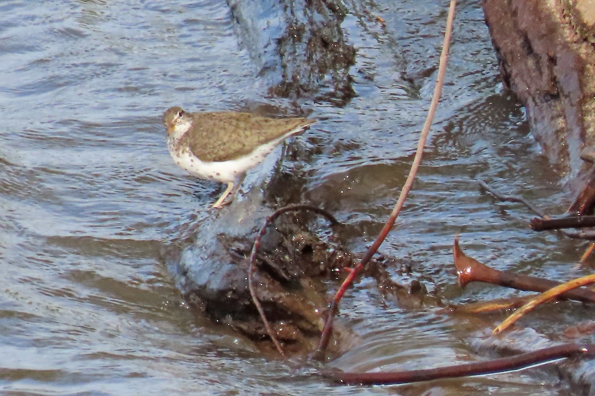 Spotted Sandpiper - ML620808936