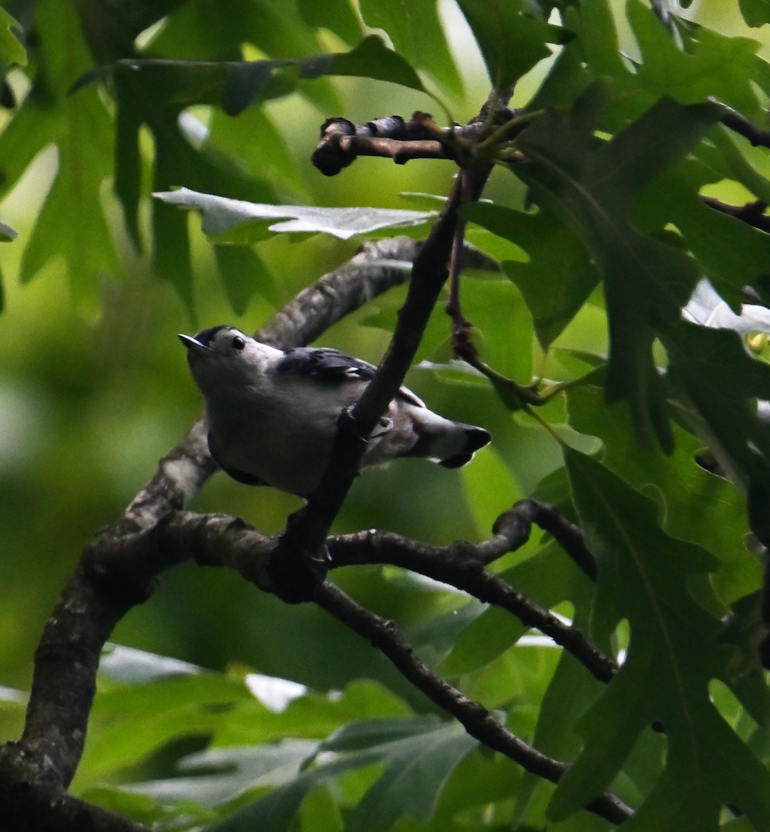 White-breasted Nuthatch - ML620808937