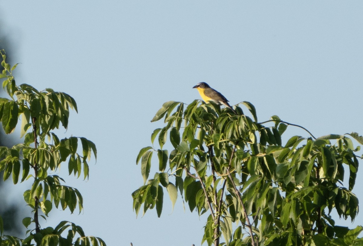 Yellow-breasted Chat - ML620808942
