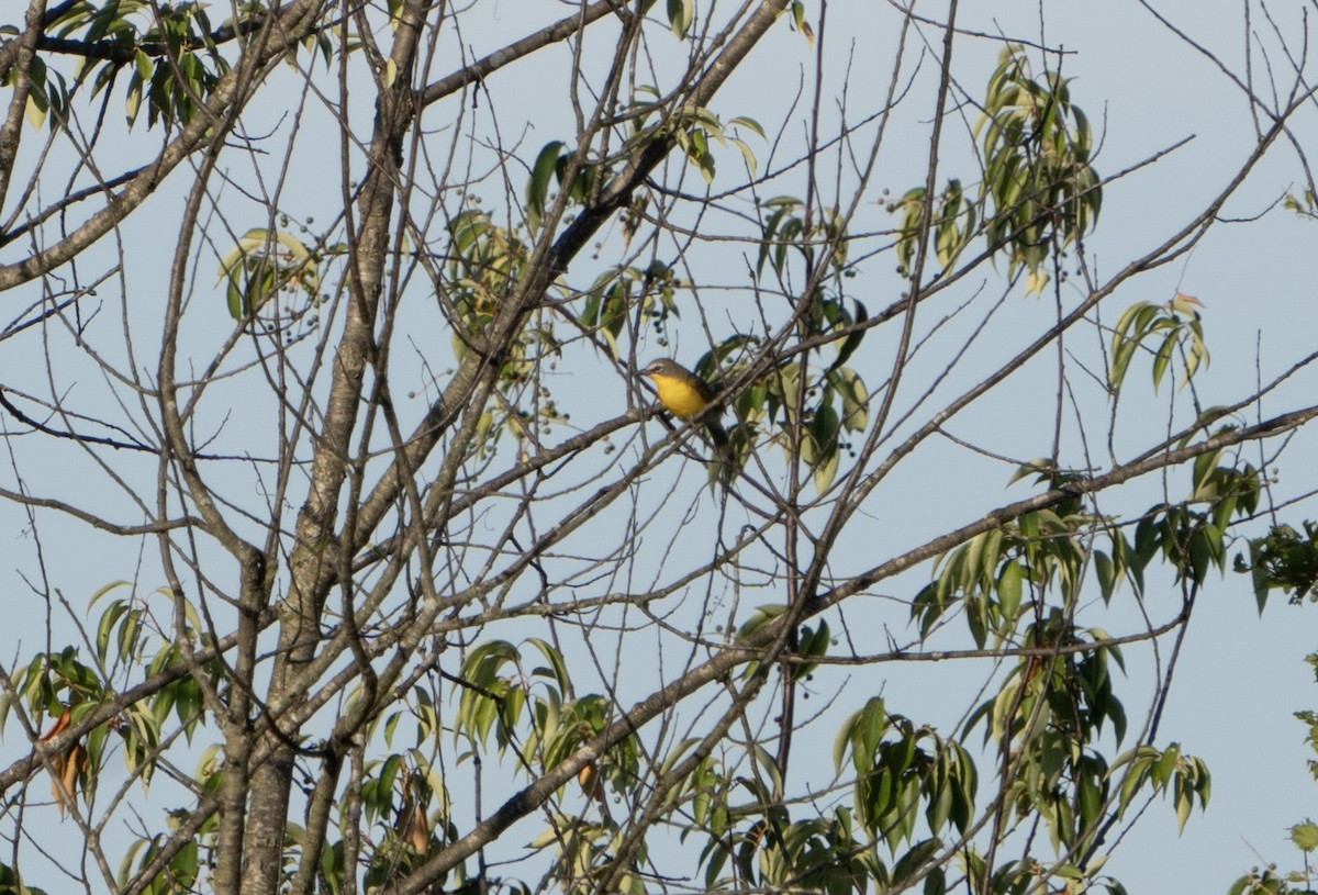 Yellow-breasted Chat - ML620808943