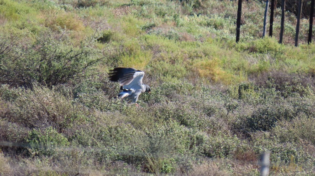 Pale Chanting-Goshawk - ML620808946