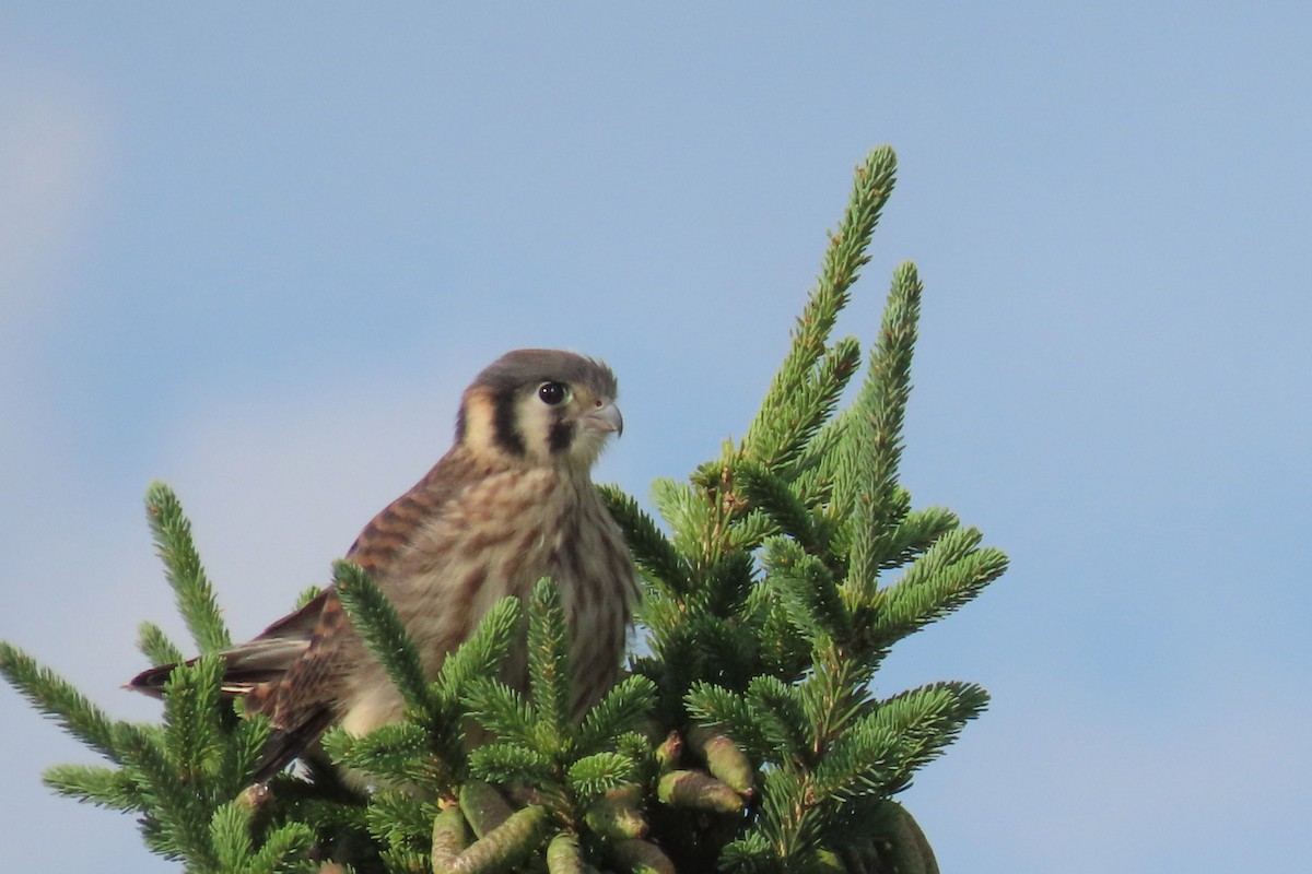 American Kestrel - ML620808953