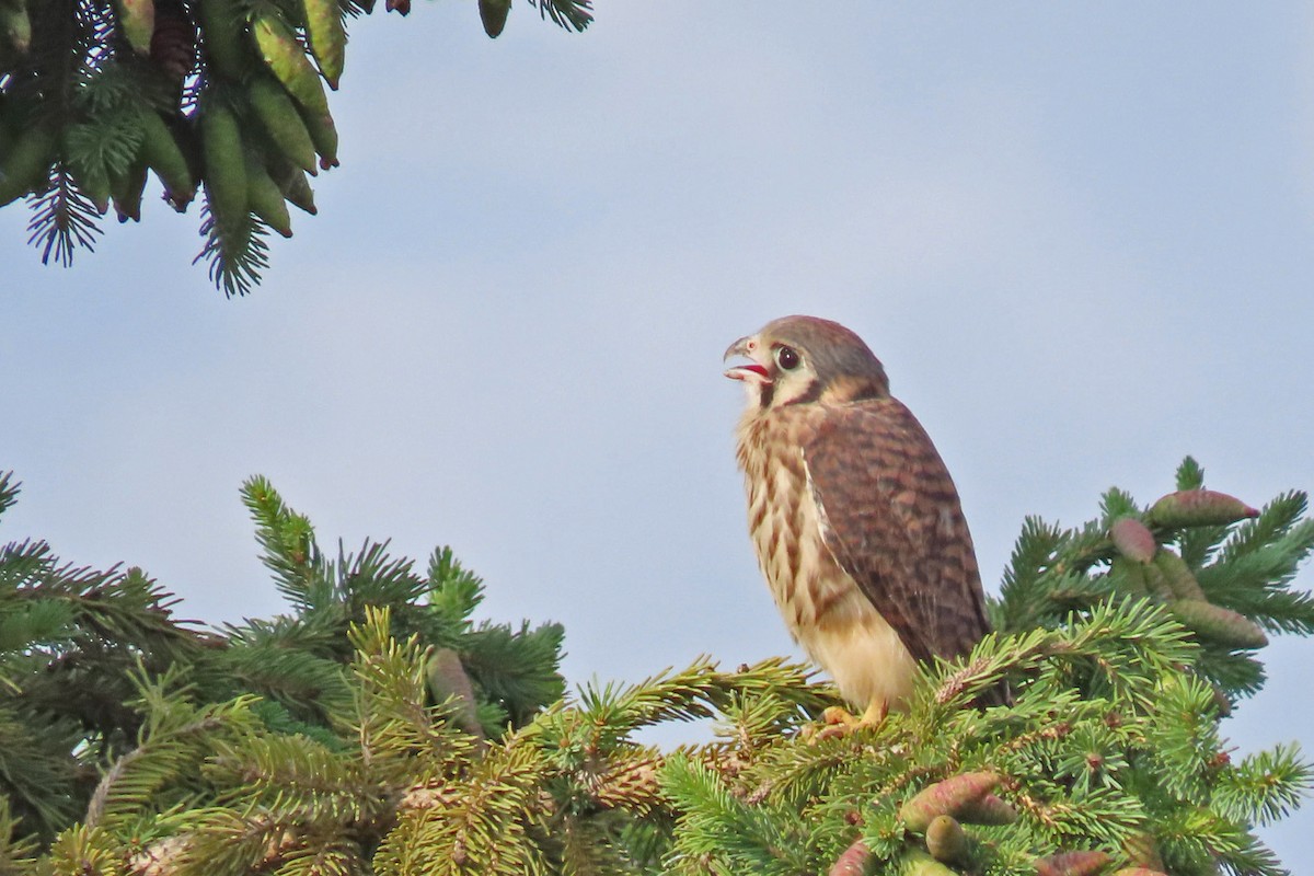 American Kestrel - ML620808954