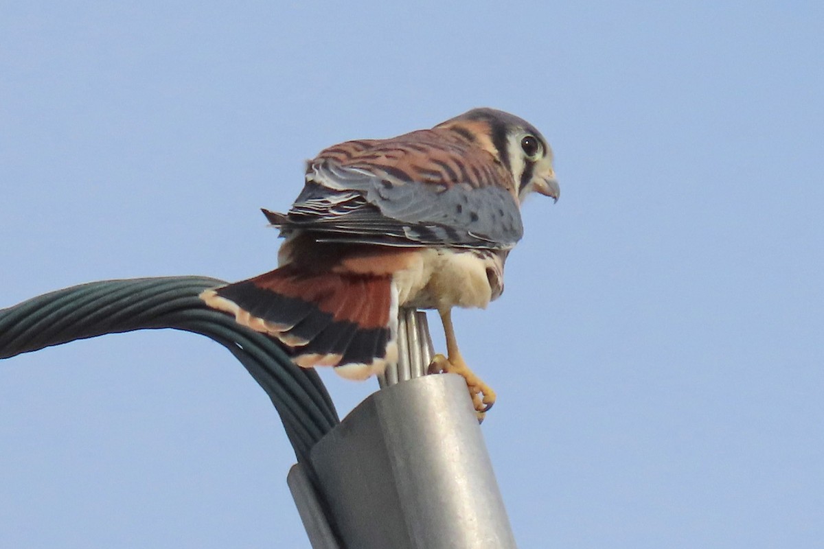 American Kestrel - John Zakelj