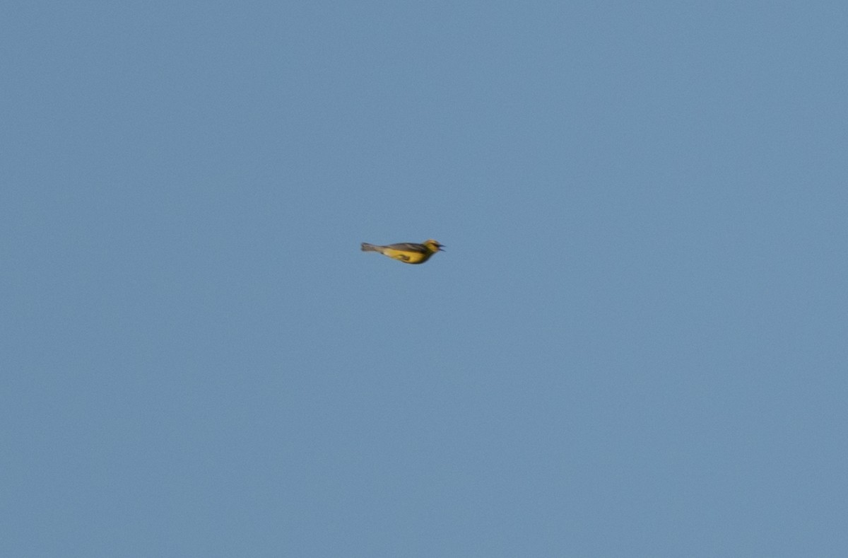 Blue-winged Warbler - ML620808959